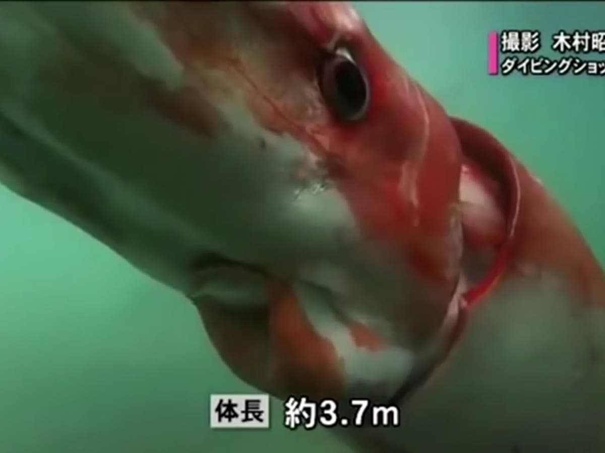 Rare video shows giant squid cruising along Japanese Rare video shows giant squid cruising along Japanese