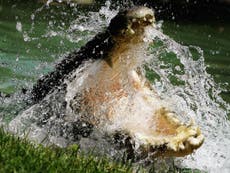 British woman attacked by eight foot saltwater crocodile in Australia