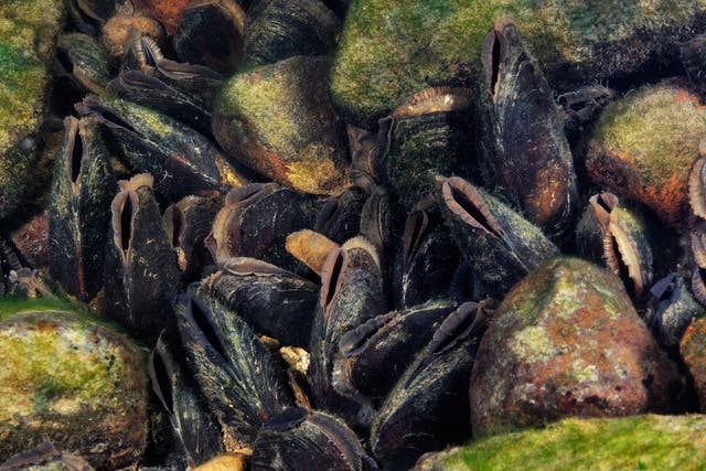 Freshwater pearl mussels are now absent in 11 Scottish rivers where they were previously recorded