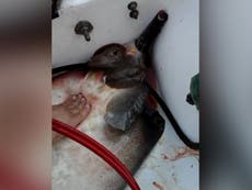 Video shows stingray give birth inside fishing boat