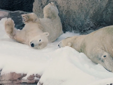Zoo gives polar bears 26 tons of snow to play in for Christmas