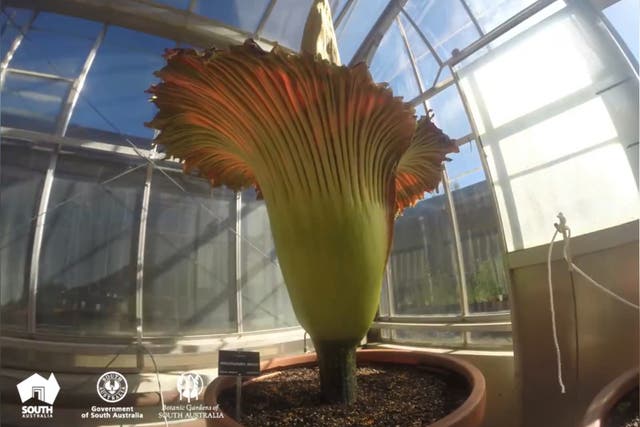 Rare ‘corpse flower’ that smells like ‘rotting flesh’ blooms after 9 years in Australia