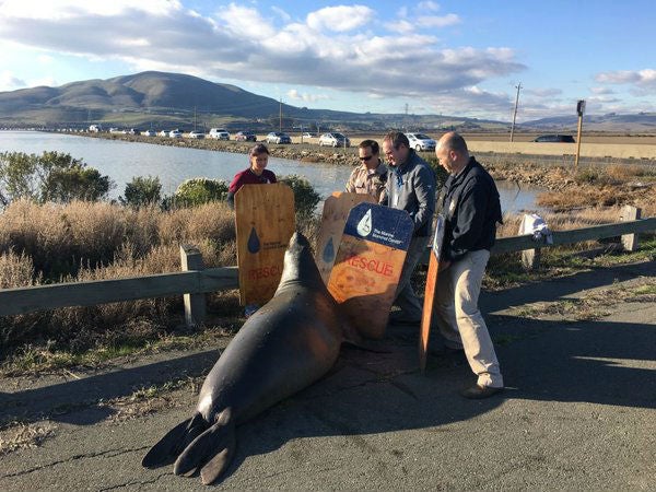 Volunteers try to corral the seal on Highway 37