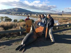 1,000lb seal causes chaos crossing California highway