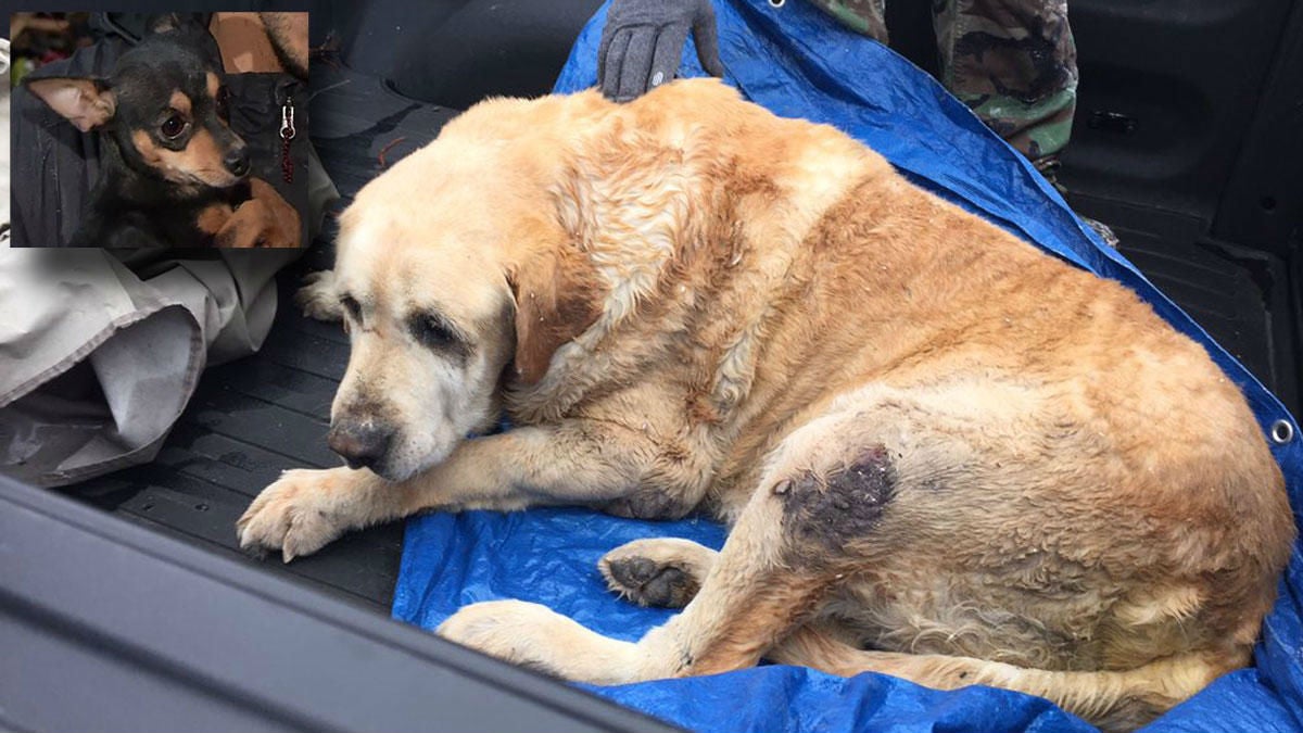 The two dogs were recovered from beneath the rubble in Rowlett, Texas