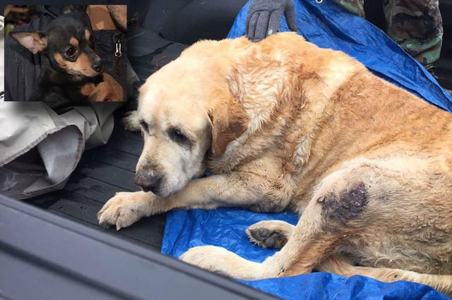 The two dogs were recovered from beneath the rubble in Rowlett, Texas