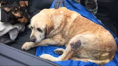 Texas tornadoes: Family rescues pet dogs after two days trapped beneath rubble