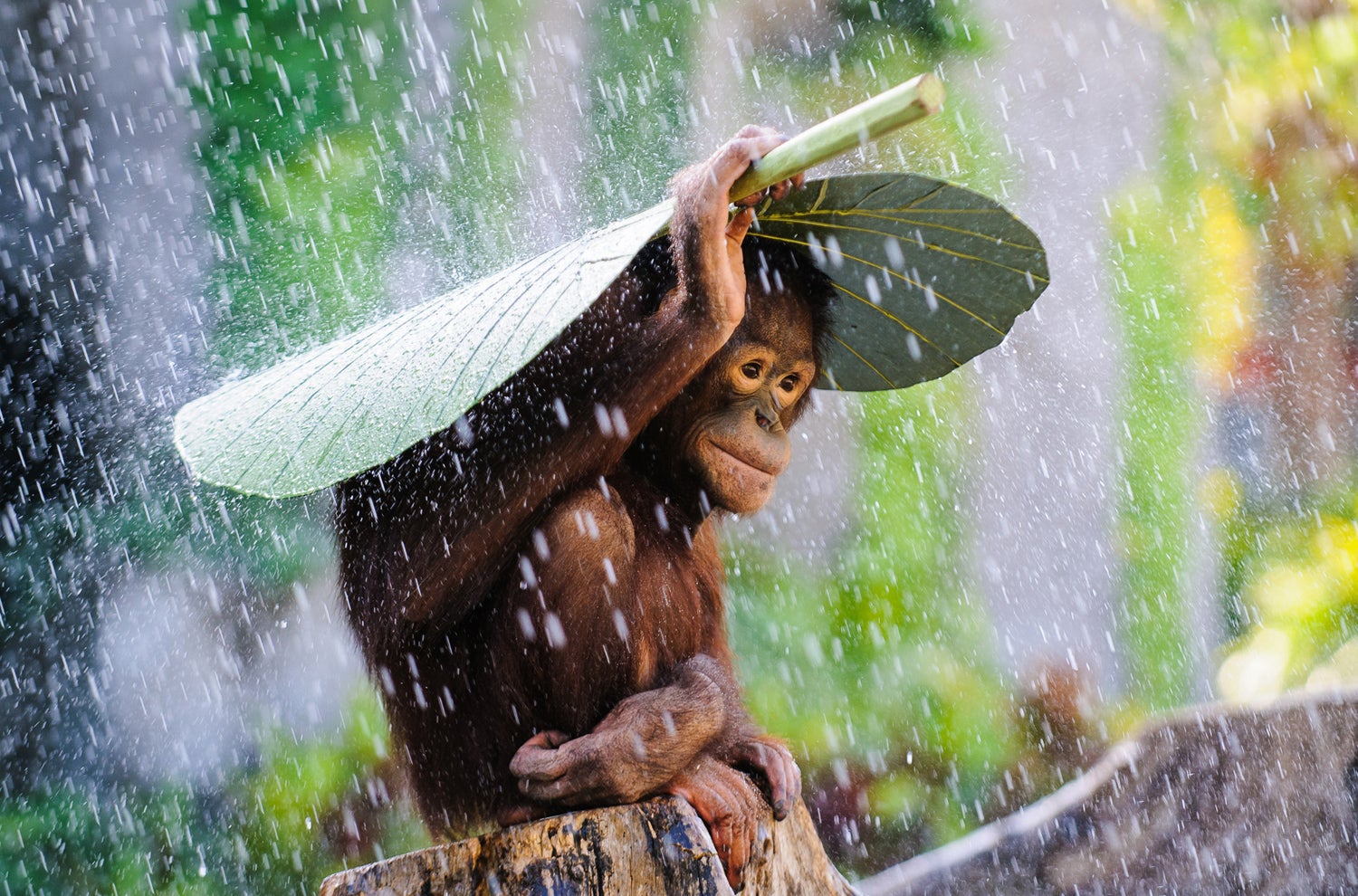 &#13;
'Orangutan in the Rain' by Andrew Suryono&#13;