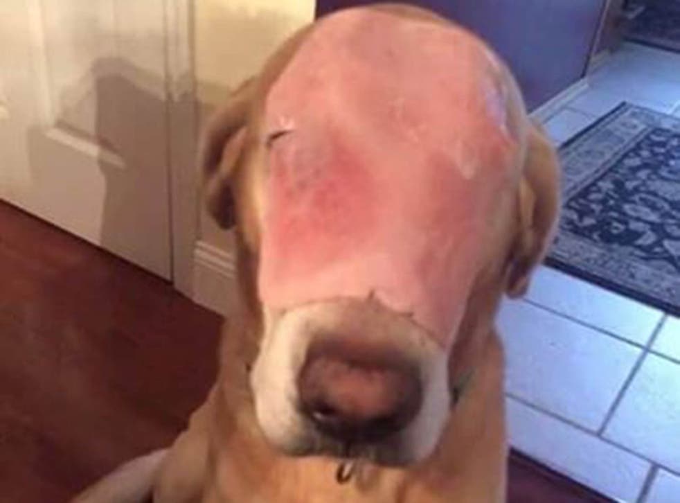 Dog With Ham On Its Face Tricks People On Facebook Into Praying For Burns Recovery The Independent The Independent Dog With Ham On Its Face Tricks People On Facebook Into Praying For Burns Recovery The Independent The Independent