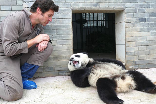 Grin and bear it: vet Steve Leonard travelled to China in ‘Panda Babies’