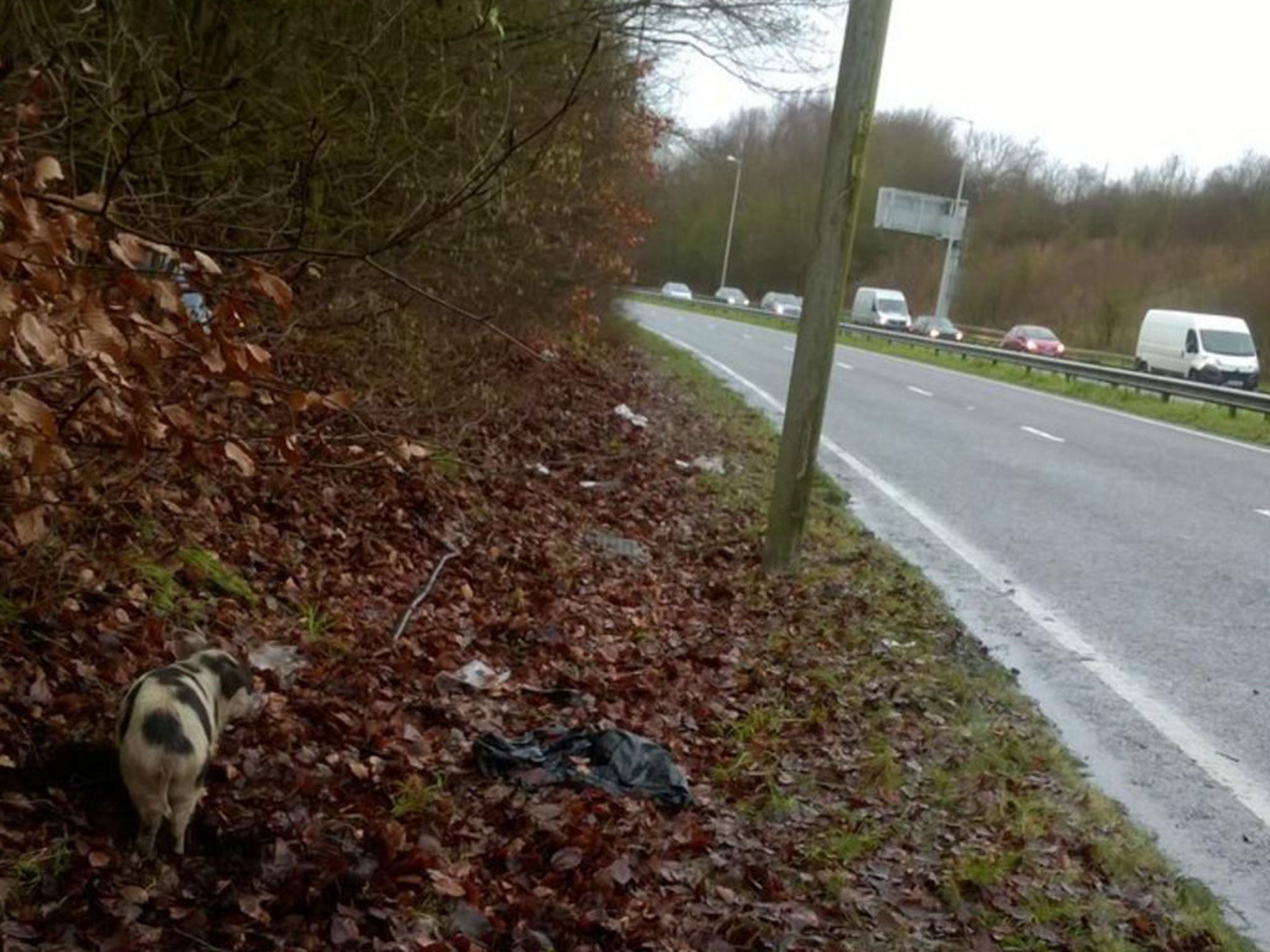 Escaped pigs cause police to close main London road The