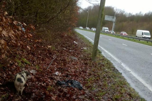 The A21 Sevenoaks Road had to be closed as pigs walked along it on 2 January 2016