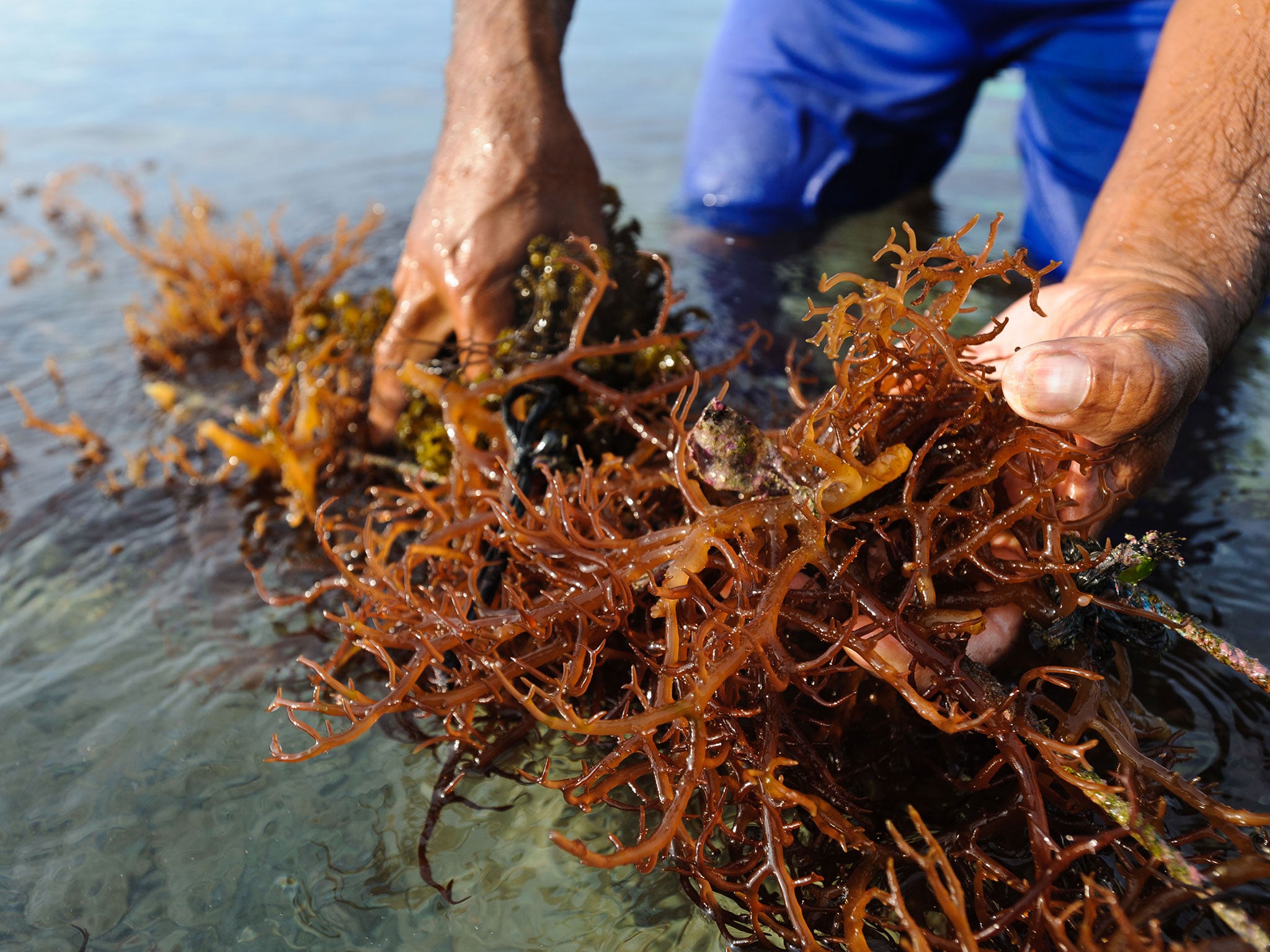 Harvesting seaweed in Indonesia