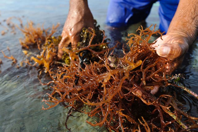 Harvesting seaweed in Indonesia