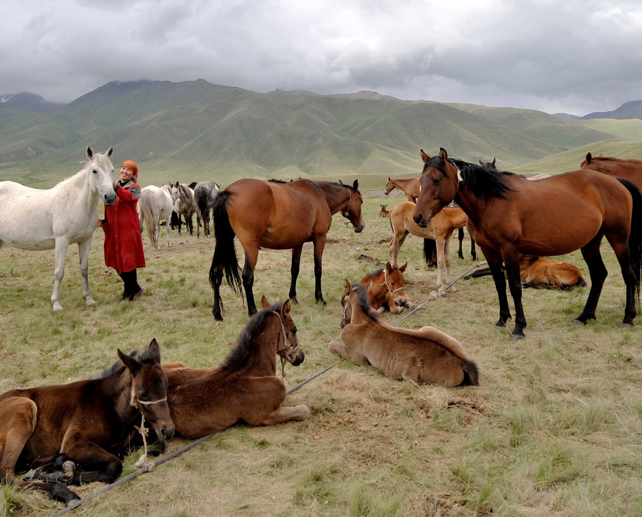 Horses are an important of Kyrgyzstan's traditional nomadic culture