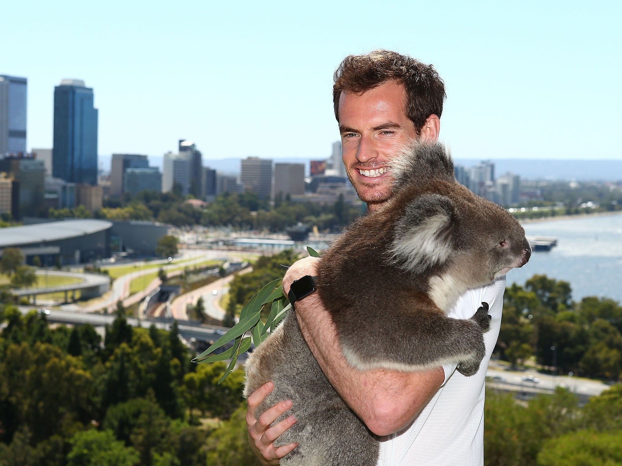 Andy Murray poses with Sunshine the Koala at Kings Park