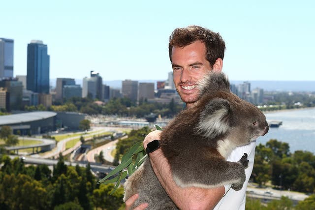 Andy Murray poses with Sunshine the Koala at Kings Park