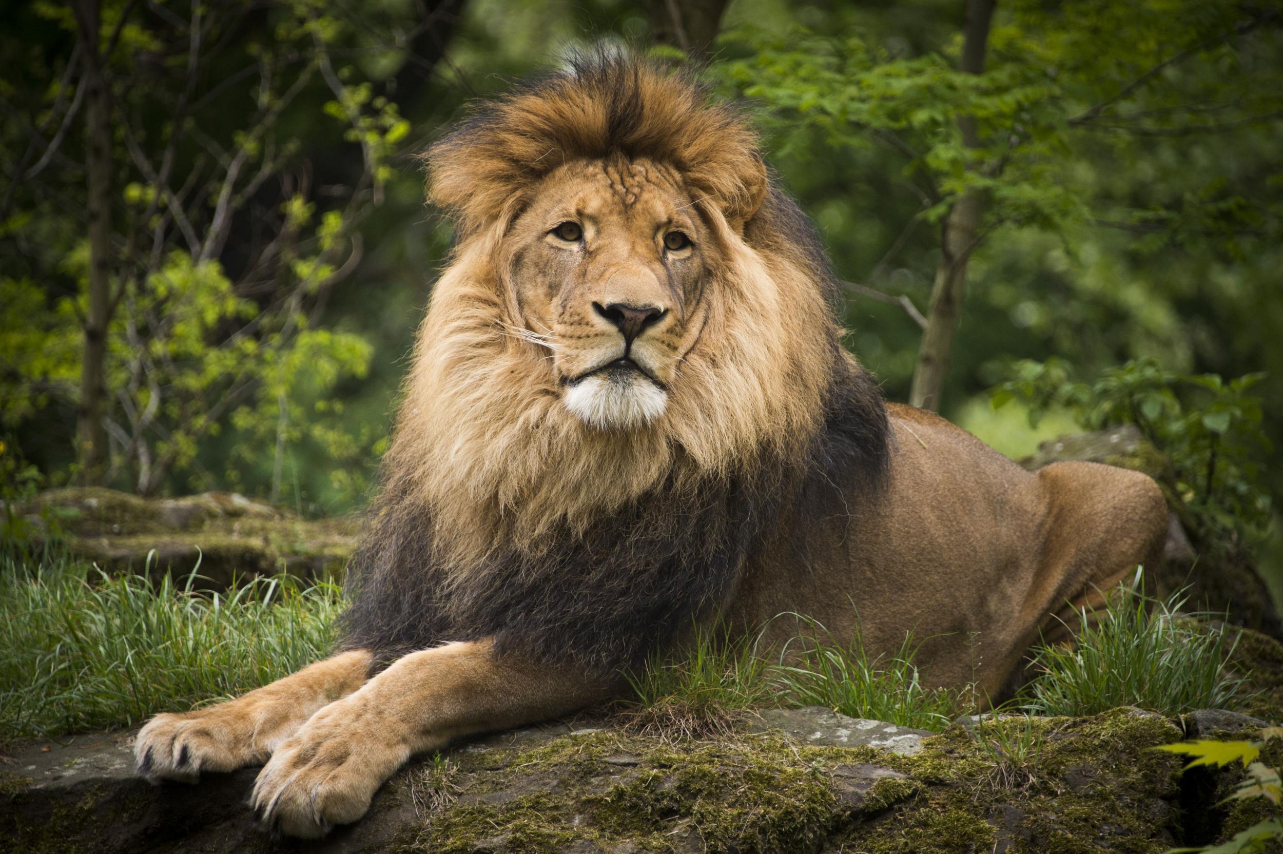 The lion 'Aru' in its enclosure at Berlin Zoo