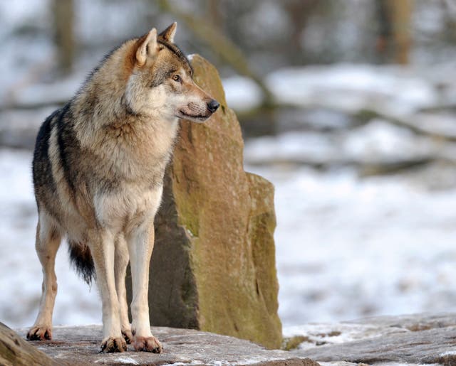 Wolves were considered effectively extinct in Sweden during the 1970s