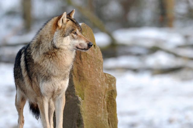 <p>Wolves were considered effectively extinct in Sweden during the 1960s</p>