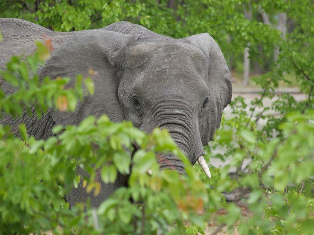 Botswana needs international help to continue its vital work protecting elephants in the wild from poachers