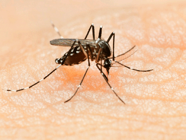 The Aedes aegypti mosquito thrives in tropical climates and can carry the Zika virus, yellow fever, dengue fever and chikungunya