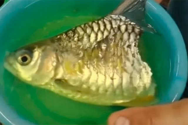 This half-fish was found in a market