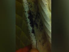 Video shows ‘disgusting’ bed bug infestation at New York hotel