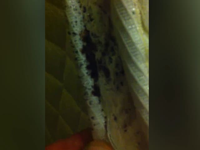 Video has emerged showing hundreds of bed bugs crawling on the underside of a mattress in the Astor Hotel in New York City.