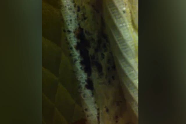 Video has emerged showing hundreds of bed bugs crawling on the underside of a mattress in the Astor Hotel in New York City.