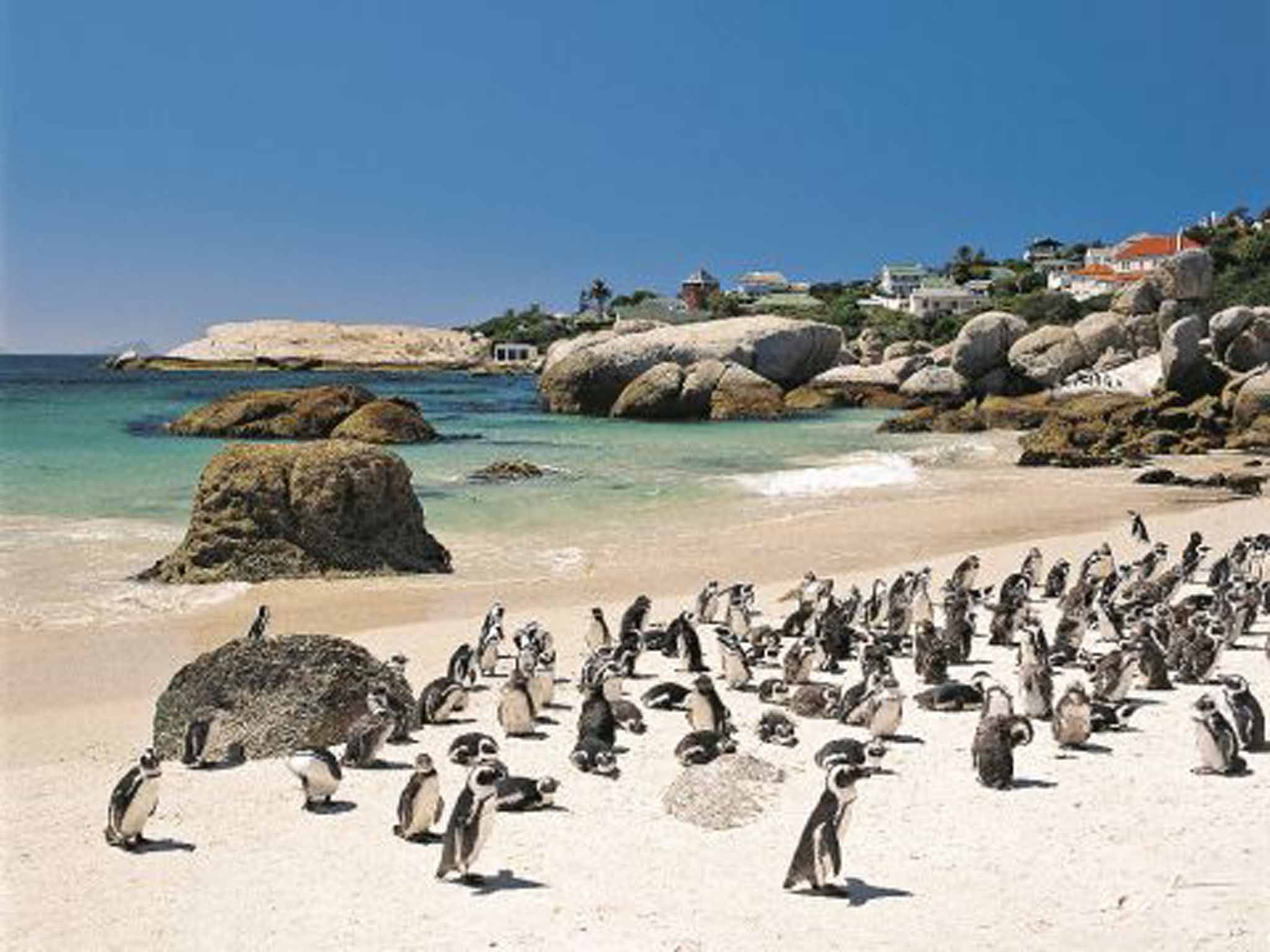 African penguins on South Africa's Western Cape