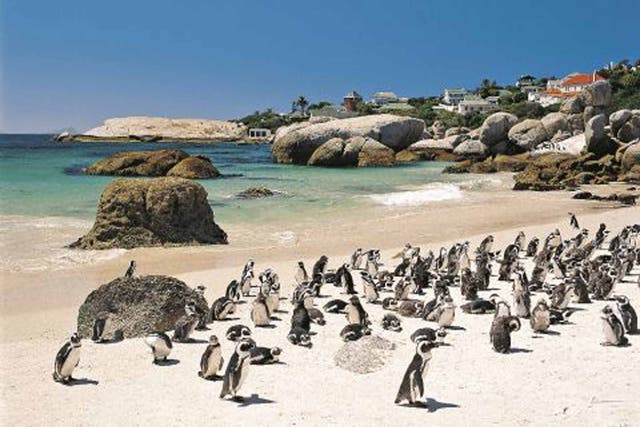 African penguins on South Africa's Western Cape