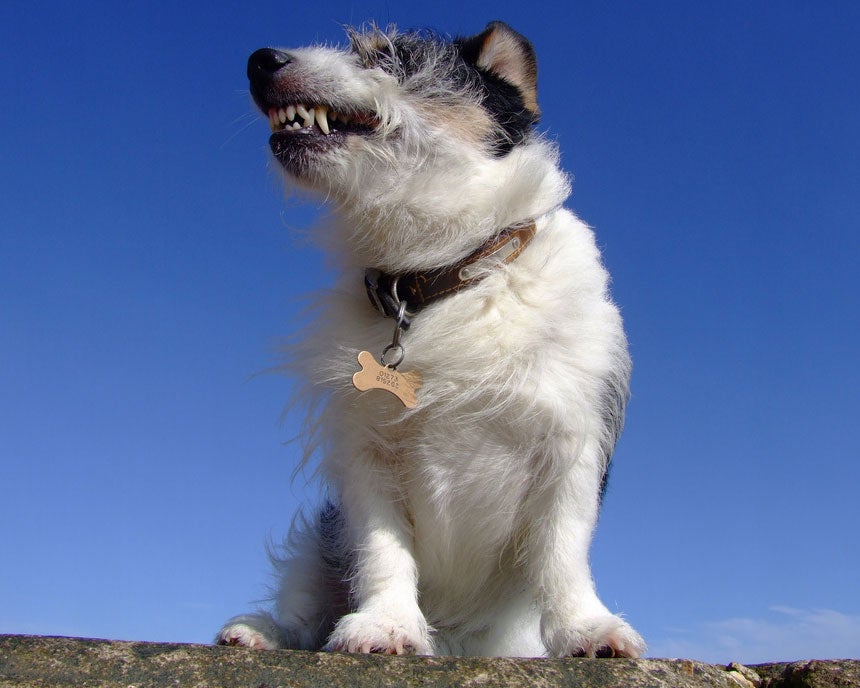Jack Russell terriers can be more aggressive than people expect