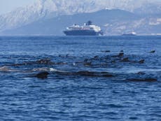 Read more

Mediterranean ‘highway’ to protect marine life from oil exploration