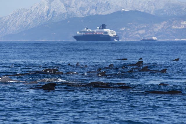 Spain, Andalusia, Tarifa, Long-finned pilot whales and sperm whales in the Strait of Gibraltar