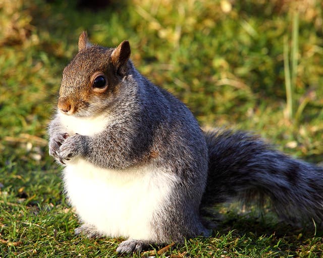 Squirrels are looking chubbier this year thanks to a warm winter