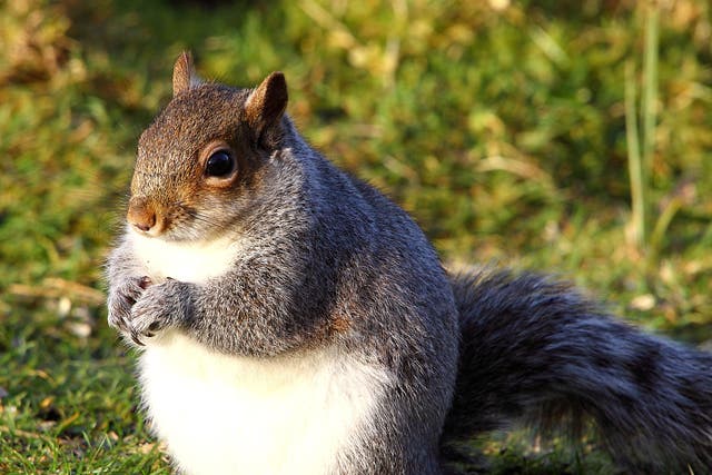 Squirrels are looking chubbier this year thanks to a warm winter