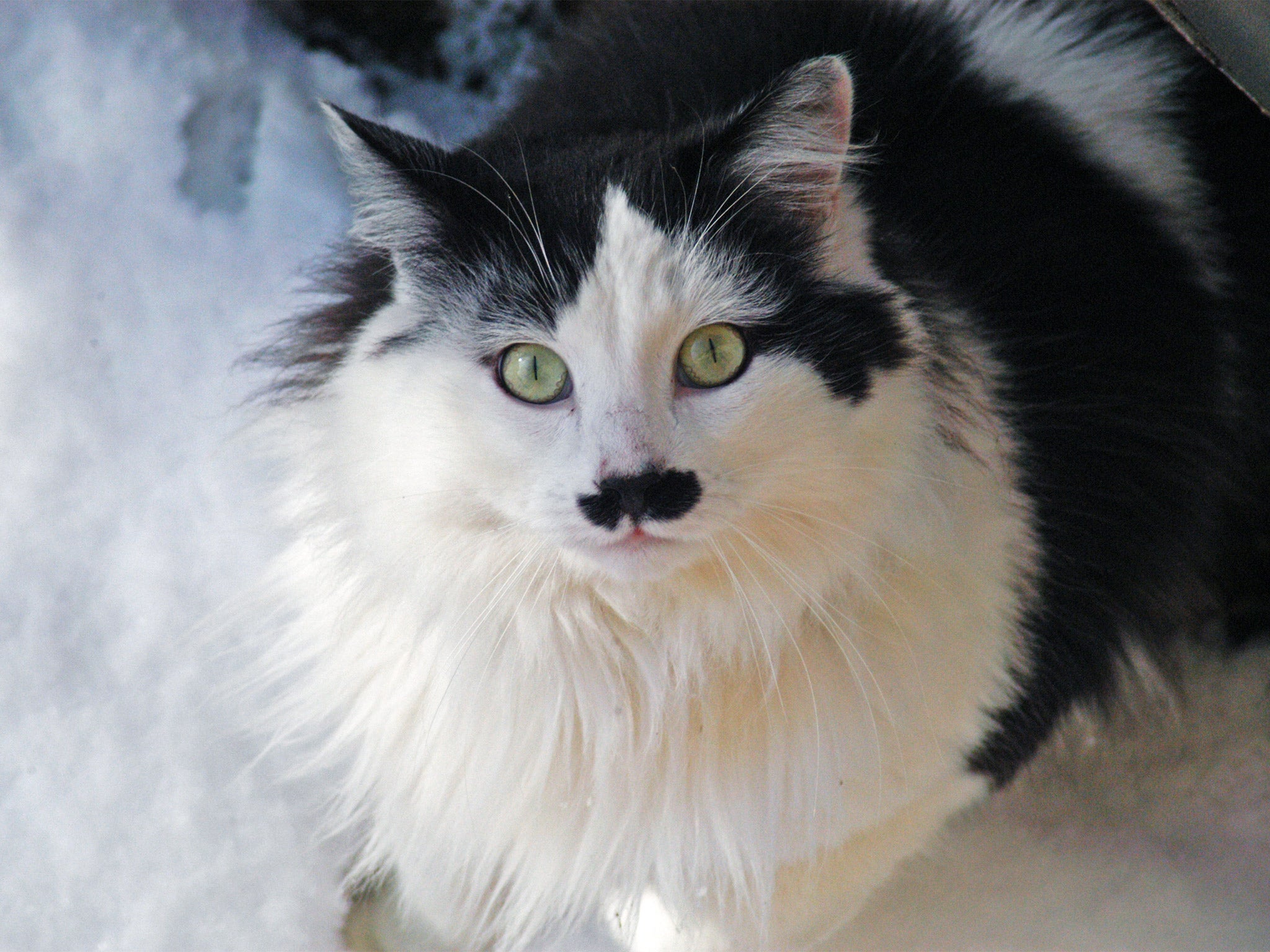 Black and best sale white spotted cat