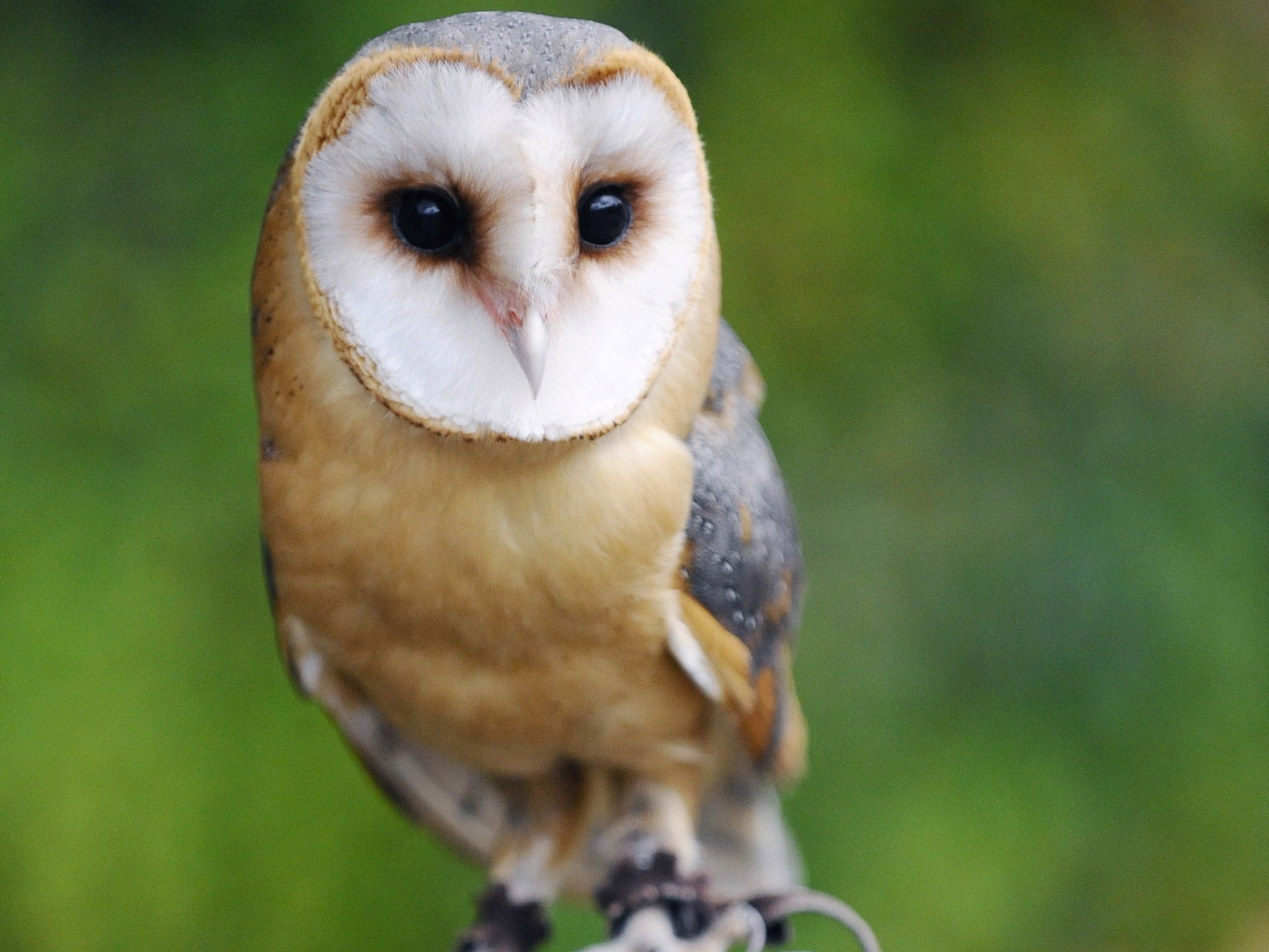 The wildlife unit has helped police rescue barn owls