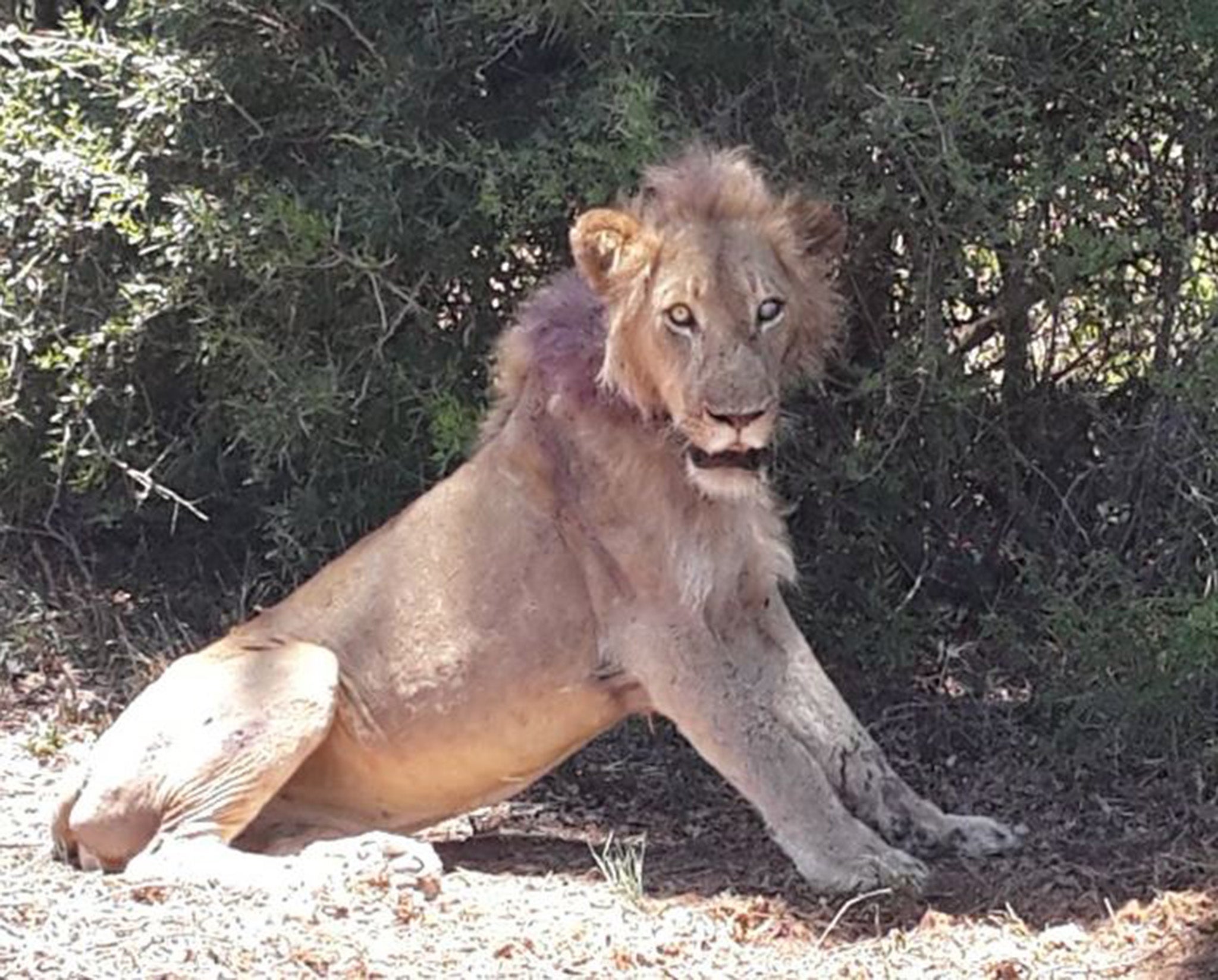 The lion is said to be recovering well after its ordeal