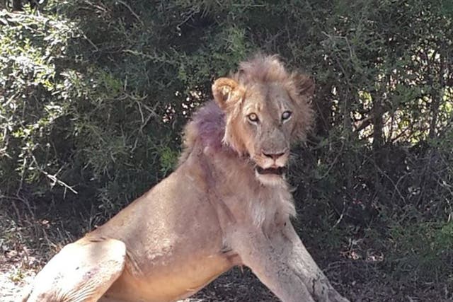 The lion is said to be recovering well after its ordeal