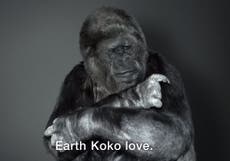 Koko the Gorilla issues a warning to humanity over climate change