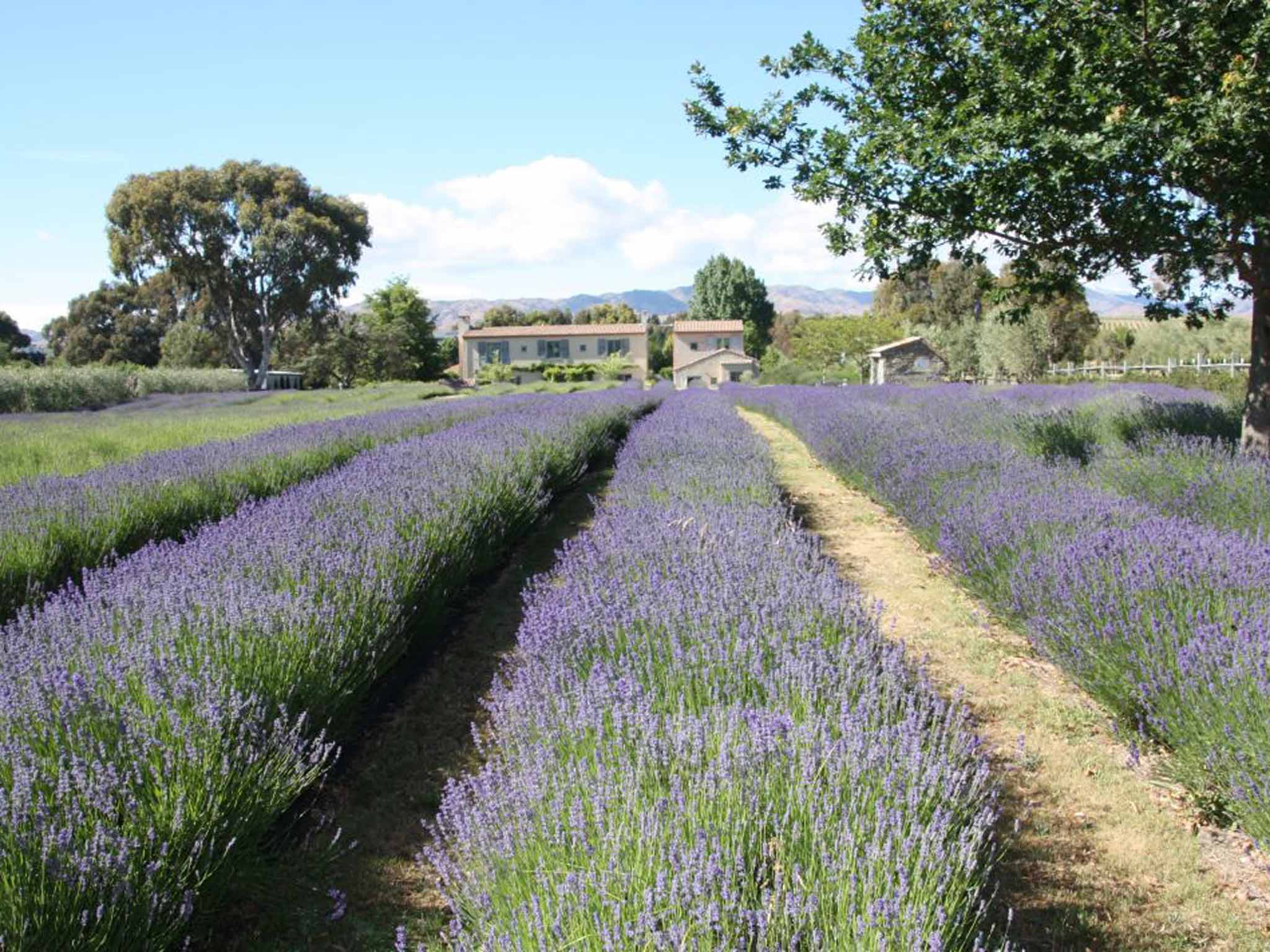 The colour purple: French Fields B&B and farm