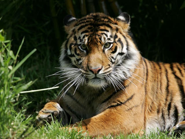 A Siberean tiger who refused to eat a goat is now at the centre of a row on gay propaganda