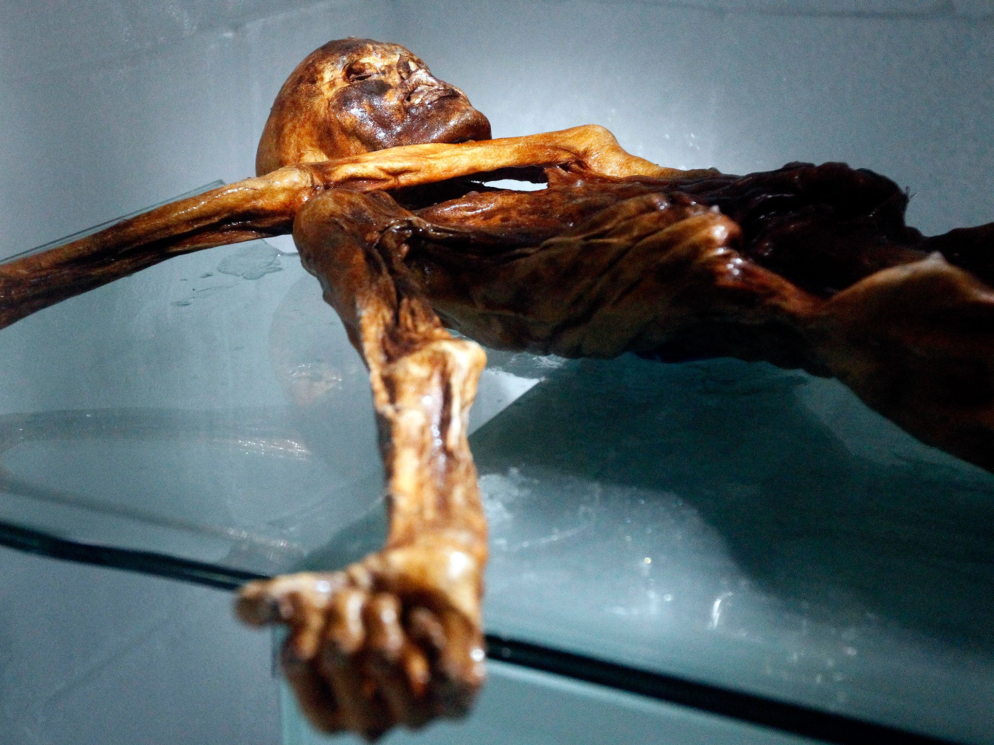 The mummy of an iceman named Otzi, discovered on 1991 in the Italian Schnal Valley glacier, is displayed at the Archaeological Museum of Bolzano