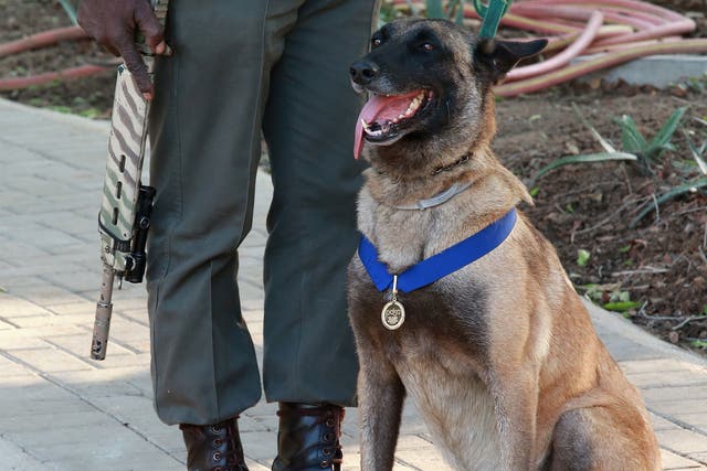'Killer' is a specialist anti-poaching dog
