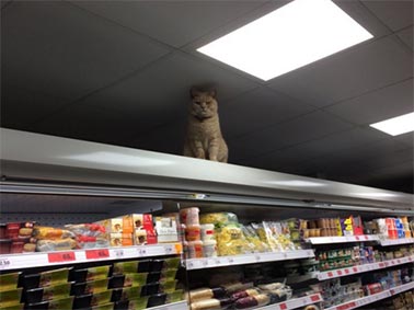 The cat reclaimed its place on top of the shelves