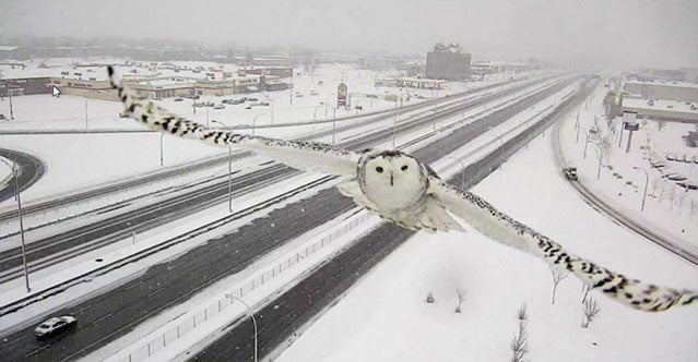 Image result for owl in traffic camera uk