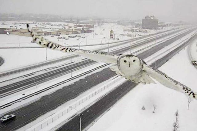 The owl approaching a traffic camera  on the West Island of Montreal