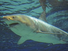 Great white shark dies days after being put in Japanese aquarium